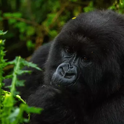 GorillaSharpener Dian Fossey Fund