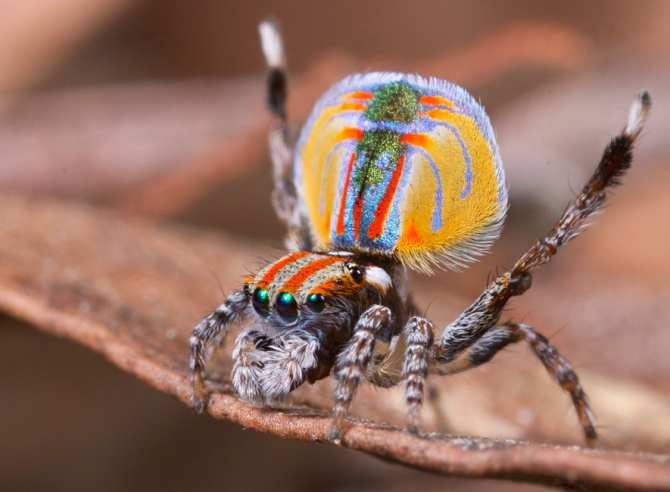 Image result for spider colours